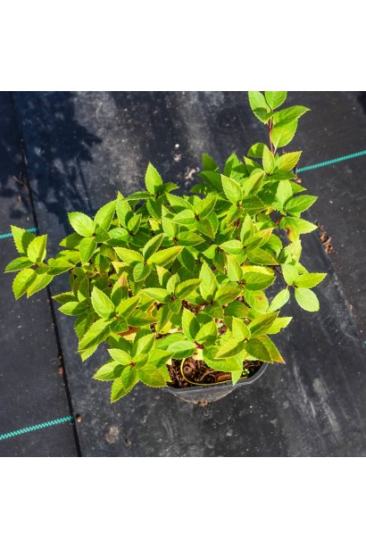 Гортензія букетна Тач оф Пінк 